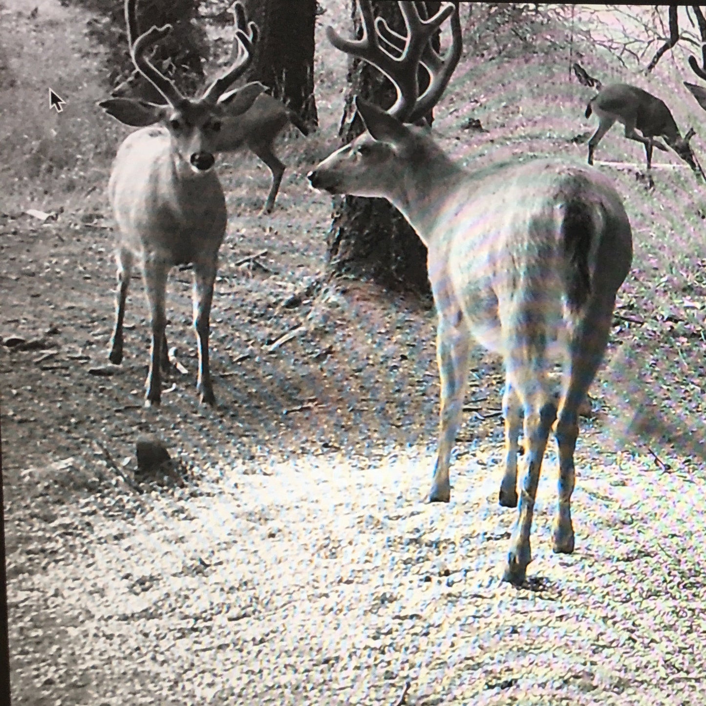 Blacktail Hunt