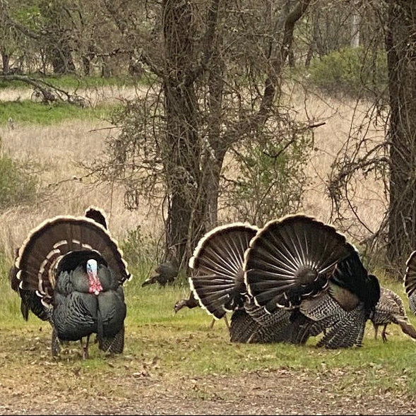 Turkey Hunt