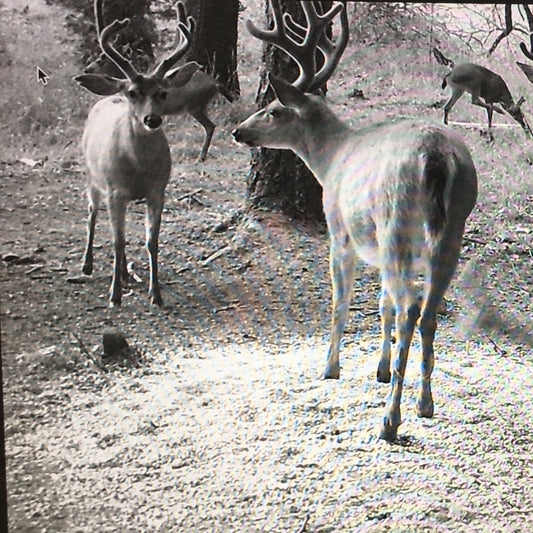 Blacktail Hunt