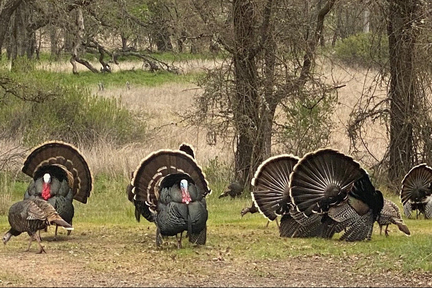 Turkey Hunt