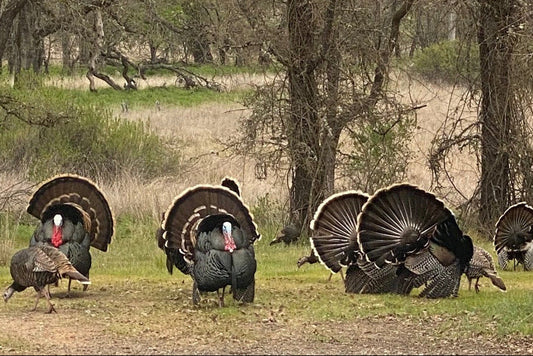 Turkey Hunt